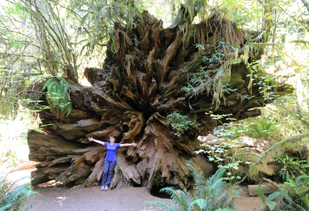 California Giants: Jedediah Smith Redwoods State Park, Sept 2016 ...