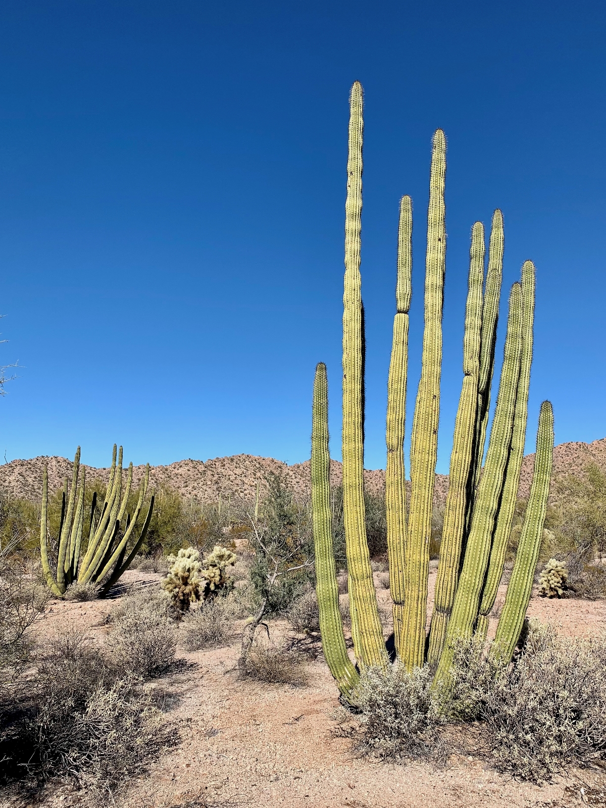 Wildflowers - Organ Pipe Cactus National Monument (U.S. National Park  Service)