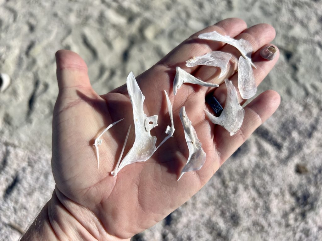 What's Inside a Sand Dollar?